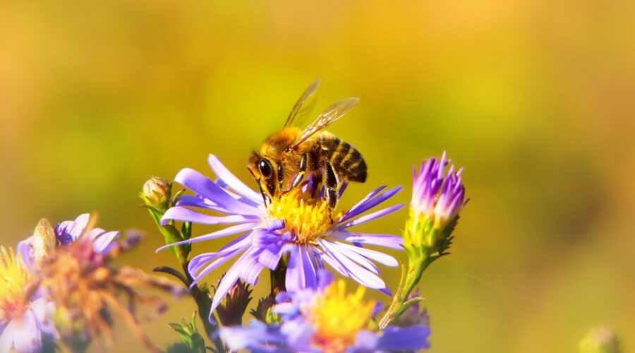 The buzz is… Halifax has applied to become a Bee City
