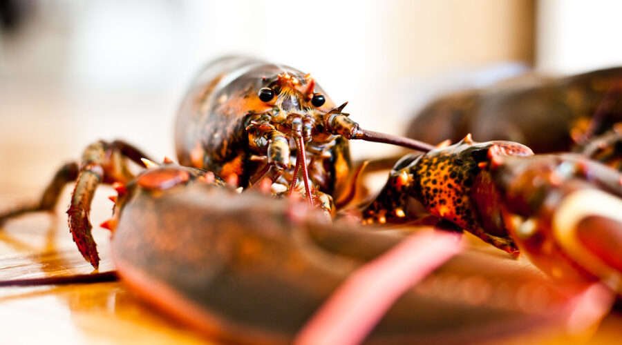 N.S. to increase fine for purchasing out-of-season lobster to $1 million