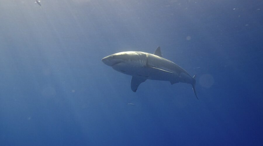 Dog killed in shark attack near Port Medway