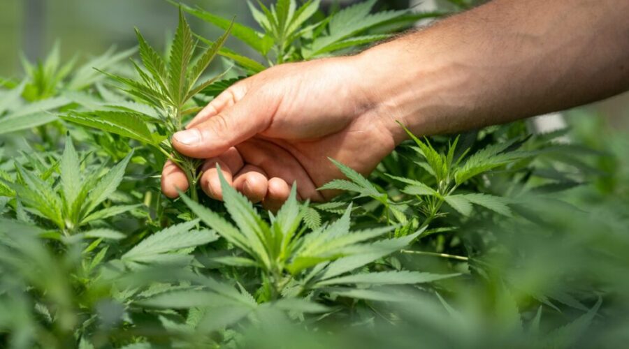 More people using recreational cannabis since legalization: StatCan