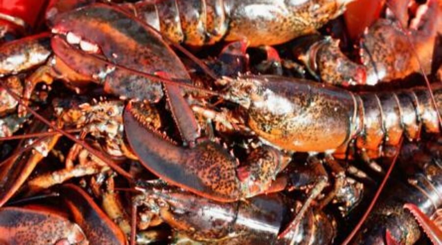 Dumping Day delayed for LFA 34, government urges safety as lobster fishing season kicks off
