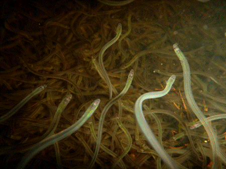 Tonnes of elvers poached in 2023, but border agents find no evidence