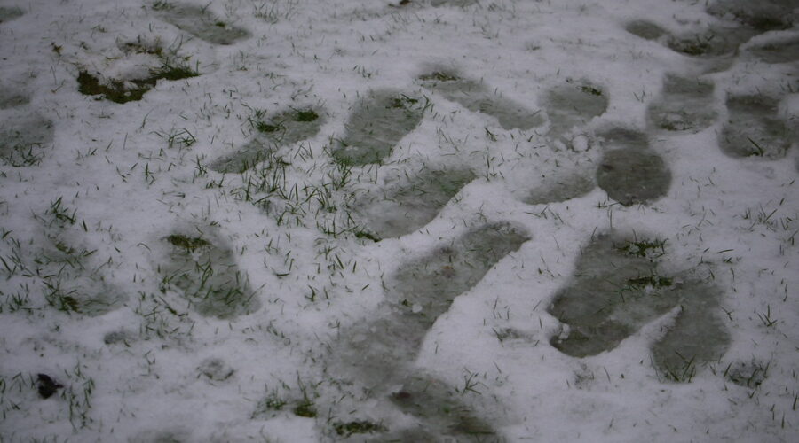 Halifax sees little accumulation from 2024’s first snow, storm coming Wednesday