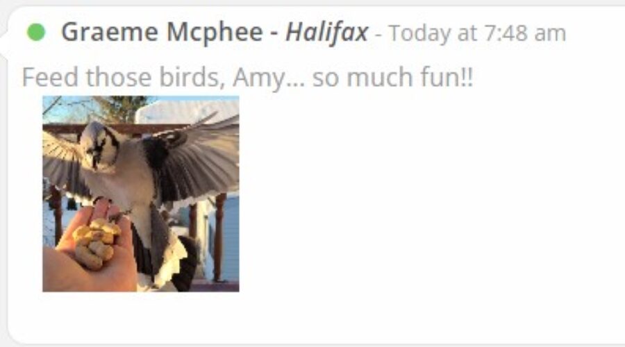 Surge Listeners Admit To Birdwatching (???)