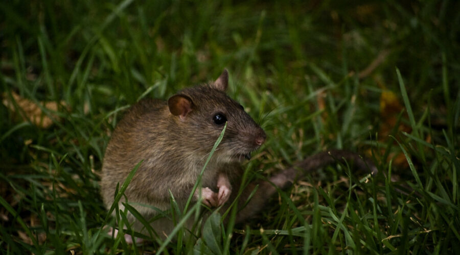 Rats will keep Grand Parade and Victoria Park closed to public