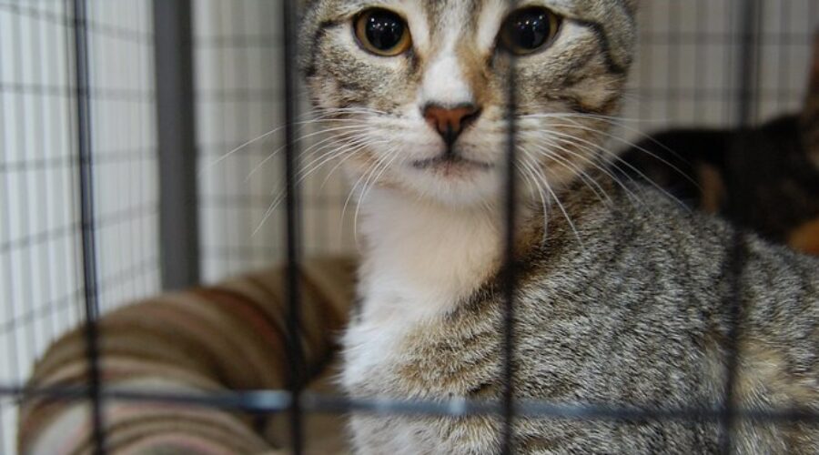 Evacuation at Cape Breton SPCA over fears roof will collapse