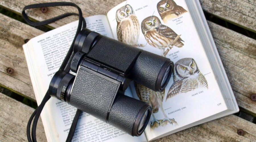 Great Backyard Bird Count starts Friday