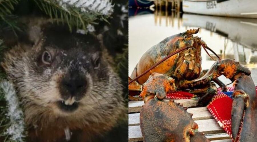 Groundhog Day dissention between N.S. animal forecasters