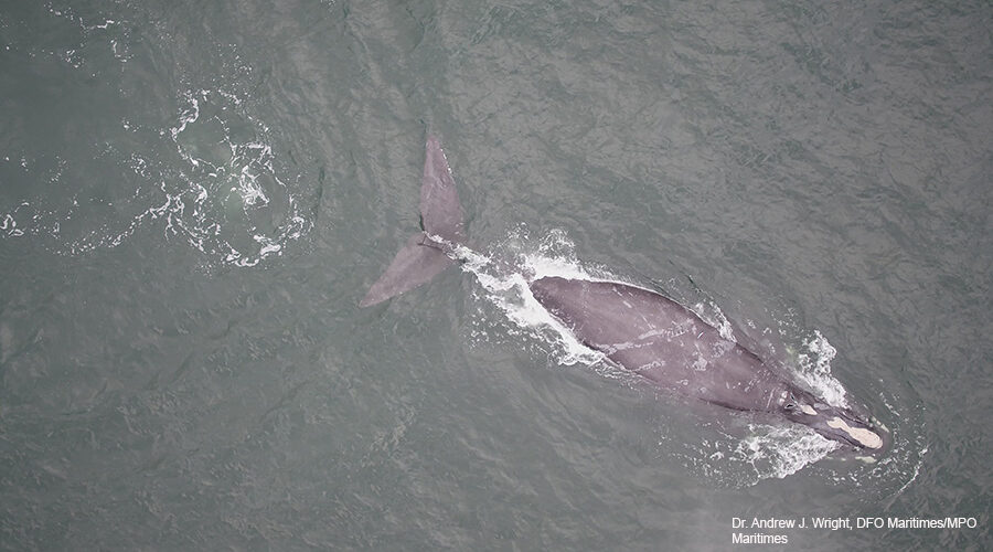 Canada renews protections for North Atlantic right whales