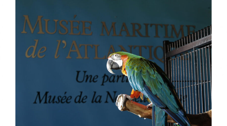 Parrot mascot to leave museum in Halifax to get out of depression