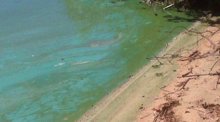 Province says watch out for blue-green algae this summer, rolls-out QR code program