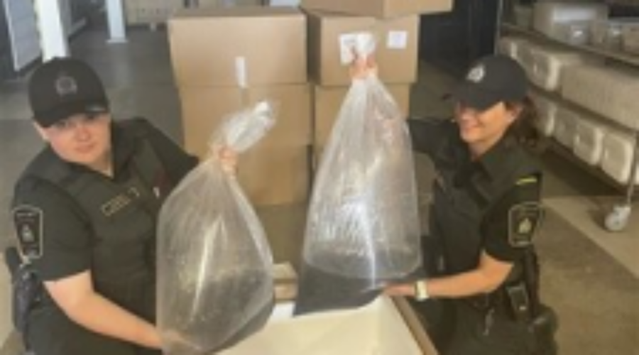 Nearly $500K worth of elvers seized in Toronto