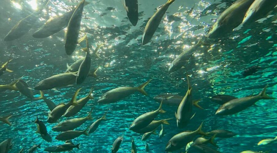 HRM residents want aquarium, business commission says idea would fit growing population