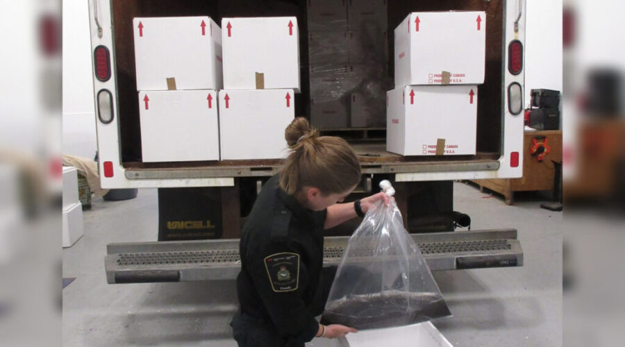 Arrests after elver shipment seized in Dartmouth
