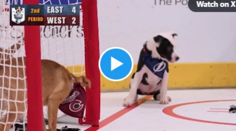 NHL’s Stanley Pup Was The Star Ahead Of Saturday Night’s Game