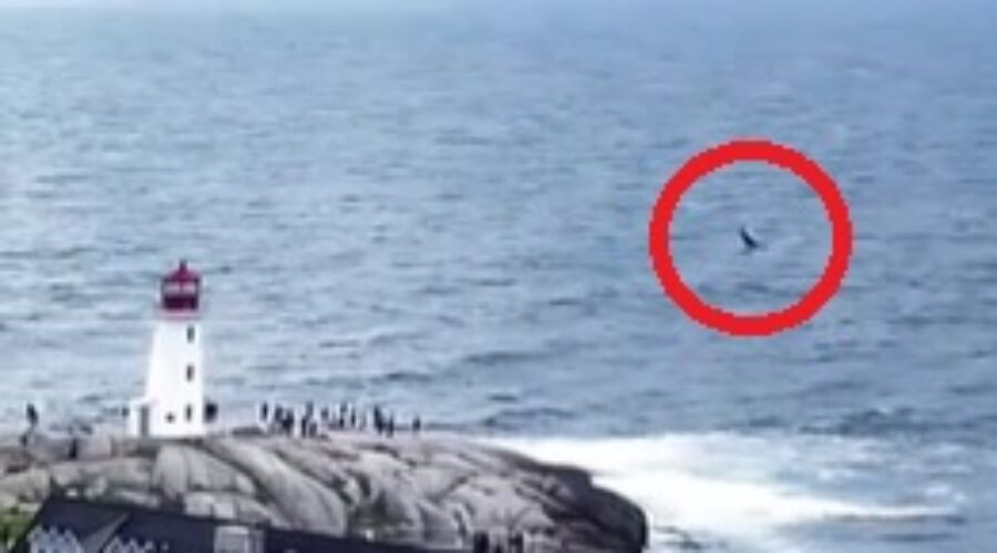 Cool Drone Footage Of A Whale At Peggy’s Cove