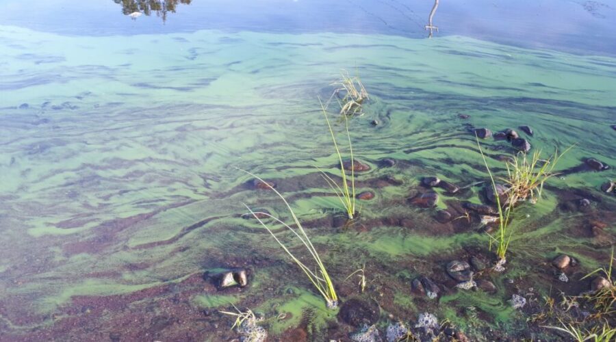 Blue-green algae closes Halifax beach