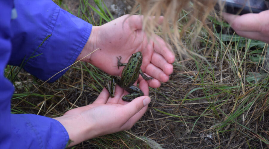 Backyard BioBlitz is back after 4 years of big success