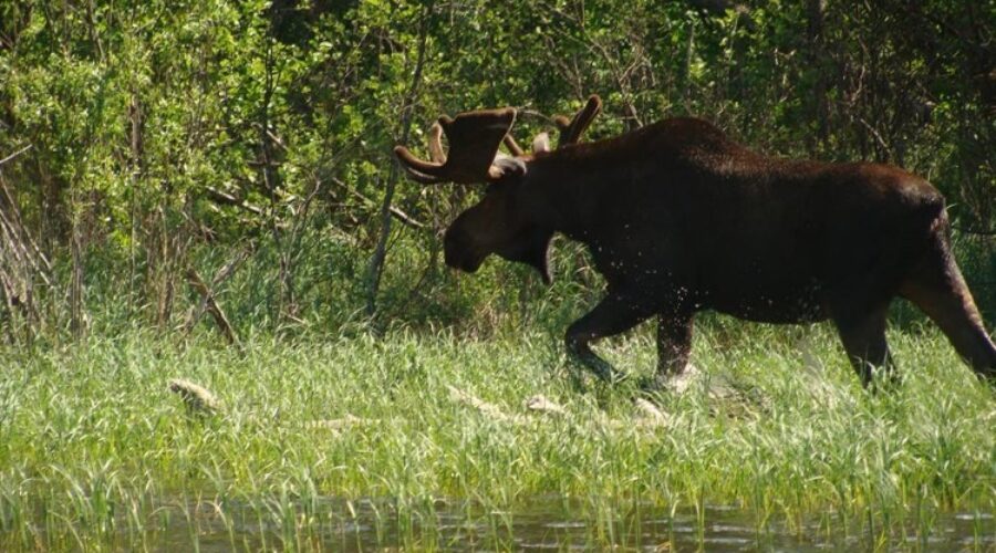 Moose hunt moratorium will have economic impact says Natural Resources Minister