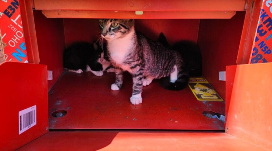 Three kittens found in mail box, SPCA investigating