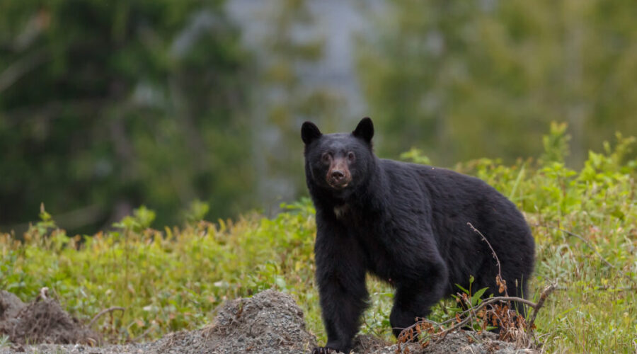 Bear tranquilized, safe after spotted in Dartmouth Commons tree: DNRR