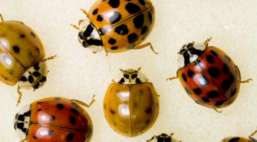 BEETLEMANIA IN NOVA SCOTIA – Asian Lady Beetles Are Everywhere