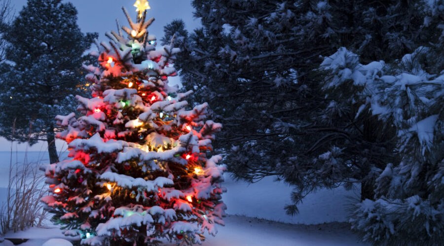 This Year’s “Tree For Boston” Will Come From Antigonish County