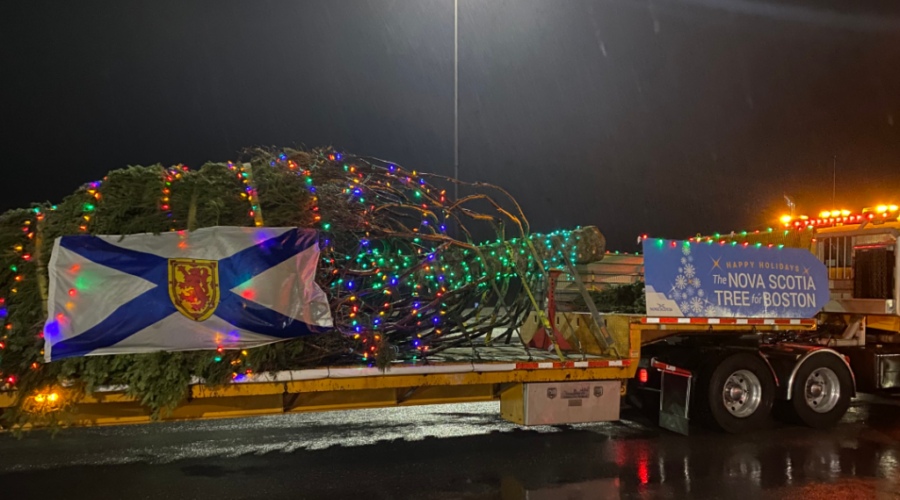 ‘Tree for Boston’ to come from Antigonish County