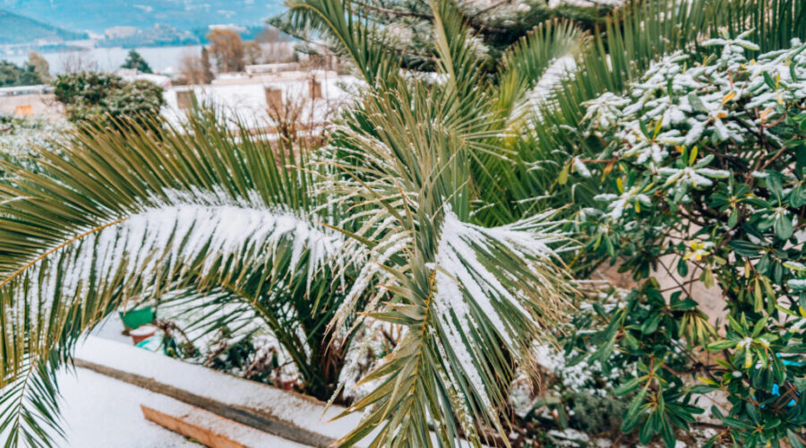 There’s More Snow In Florida Than Halifax