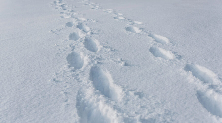 Snowy Wednesday in the forecast for much of N.S.