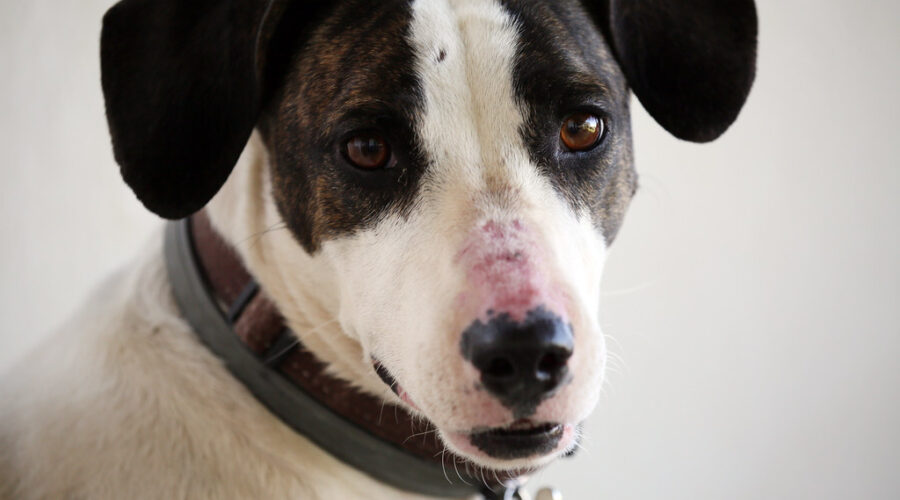 Doggy nap time now at SPCA to refresh pups for adoption