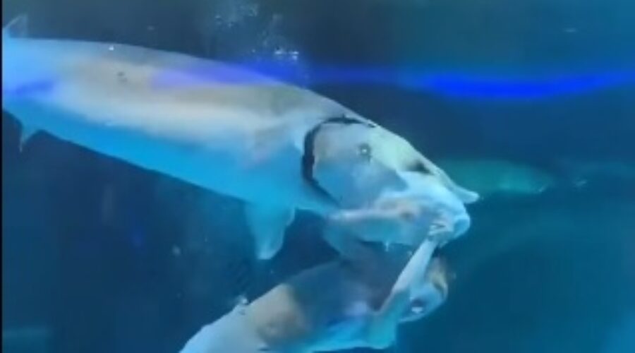 Shark Bites Woman’s Head In Mermaid Display