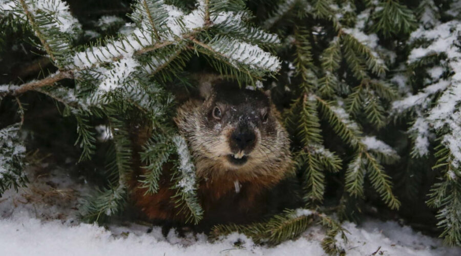 Shubenacadie Sam getting ready for Groundhog Day