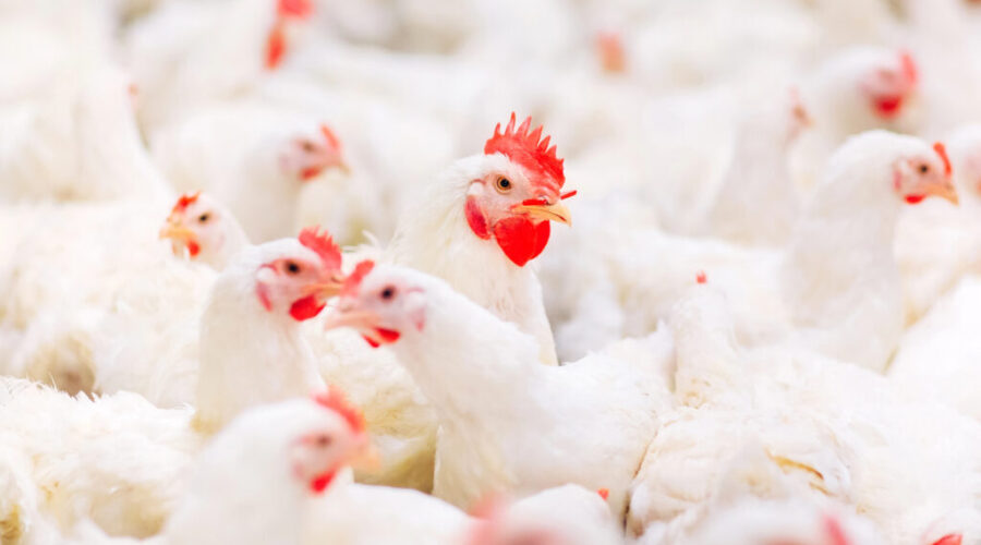 Canada purchases 500K doses of bird flu vaccine