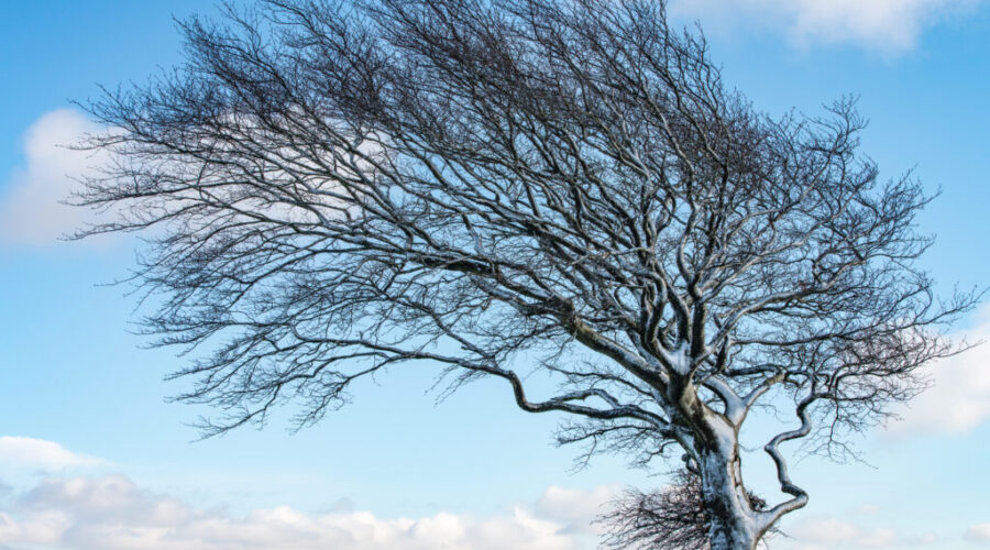 Windy conditions disrupt travel and power in parts of N.S.