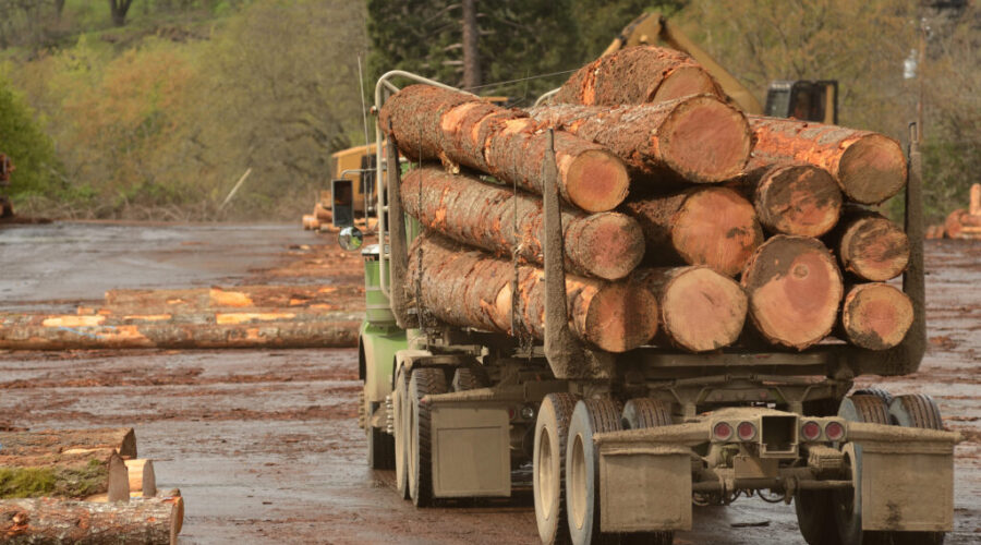 Details on possible Liverpool pulp mill expected in March