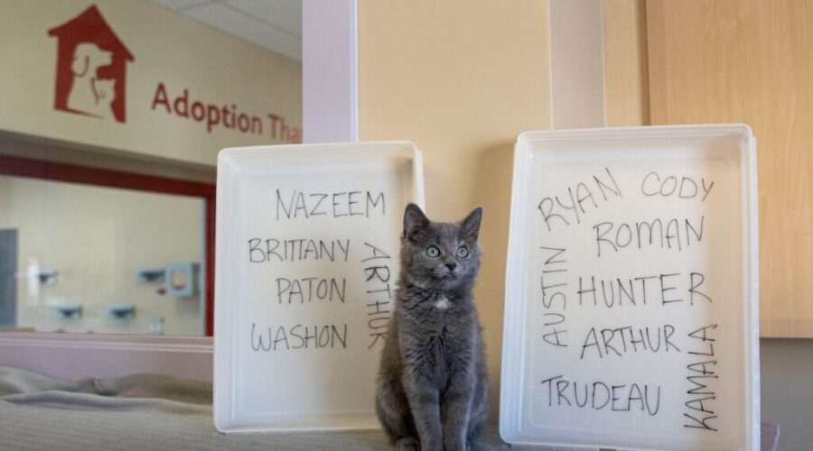 Bide Awhile Animal Shelter Will Put Your Ex’s Name On A Litterbox