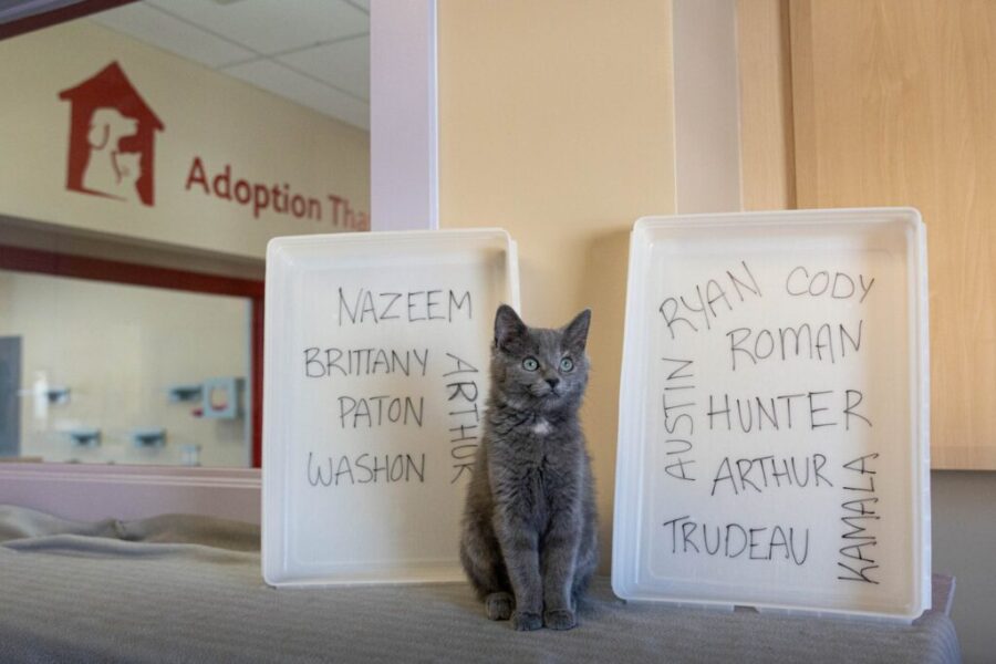 Bide Awhile Animal Shelter Will Put Your Ex’s Name On A Litterbox