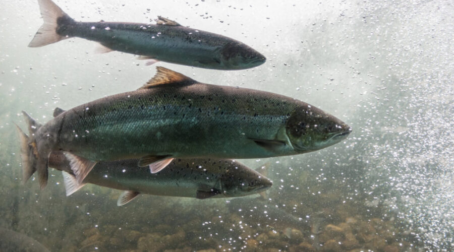 Fisheries department gets funding to deal with tariffs