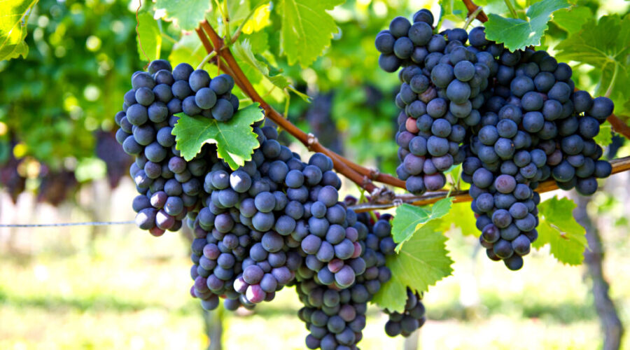 N.S. tops up wine industry funding, $7.4M over two years
