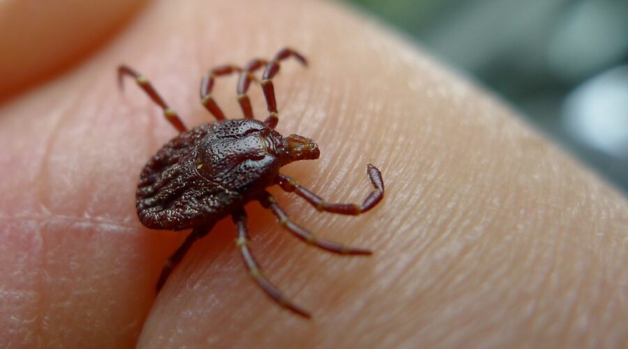 Nova Scotians urged to take precautions as tick activity increases