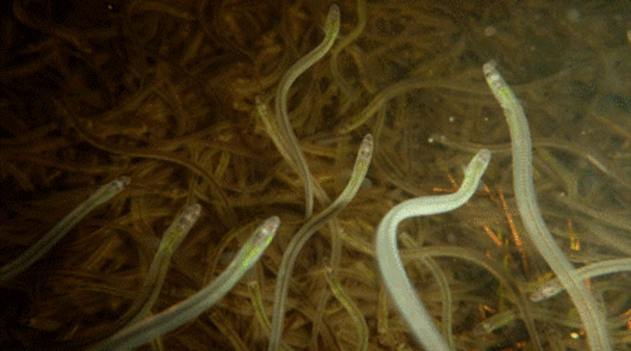 ‘It has to stop’: N.S. elver fisher speaks out on lawlessness in industry