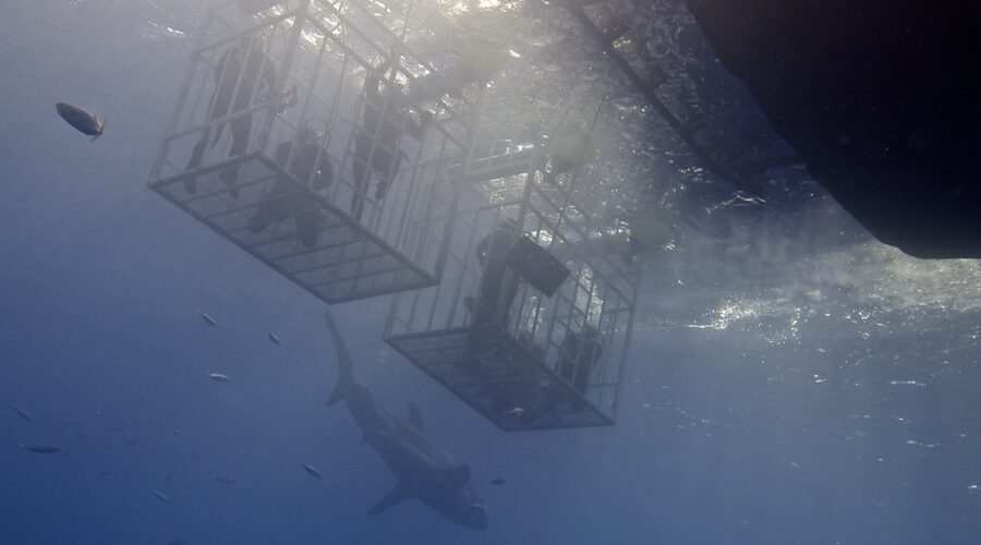 Shark experts say awareness, not fear, is key for Nova Scotia beachgoers