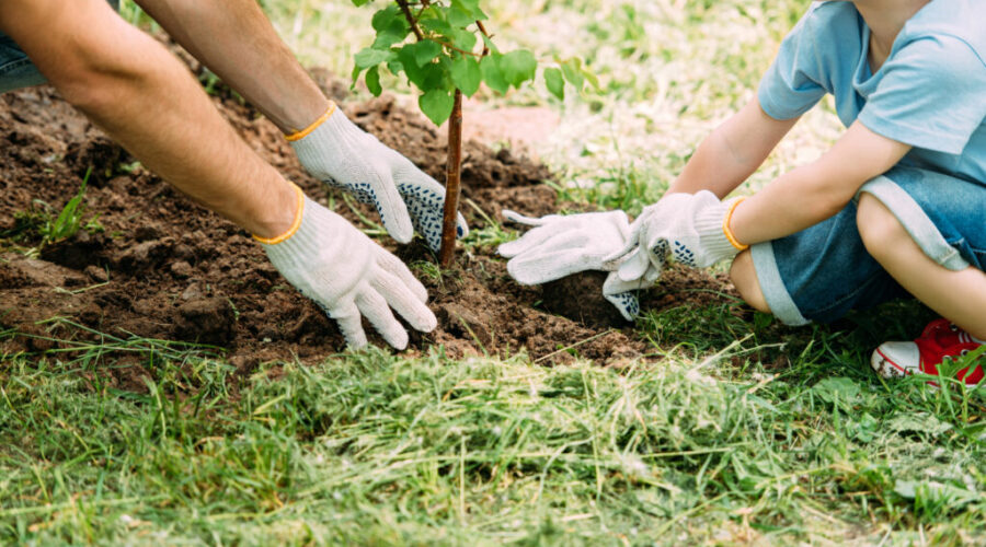 Antigonish and East Hants to receive federal tree planting support as part of $16.9M national program