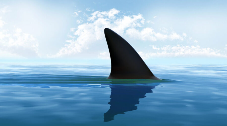 Swimmers cleared from Queensland Beach after fin sighting