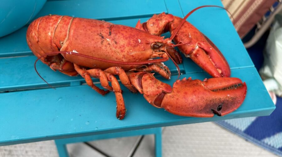 New play set in Shag Harbour brings together aliens and lobster fishing