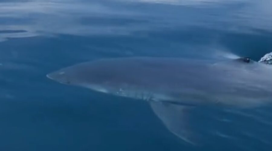 Nova Scotia Gets Mention In Discovery’s Shark Week