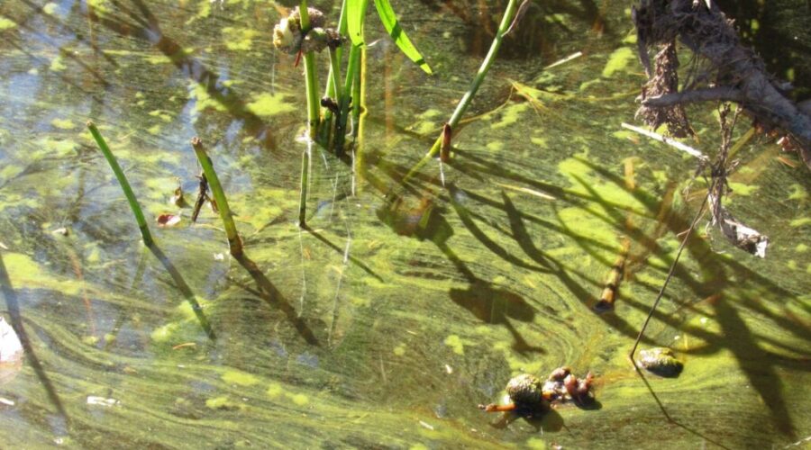 Oakfield Beach closed due to suspected cyanobacteria bloom