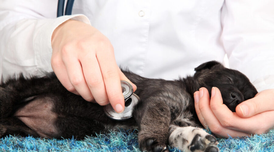Hazmat response on Quinpool Road as puppy undergoes surgery