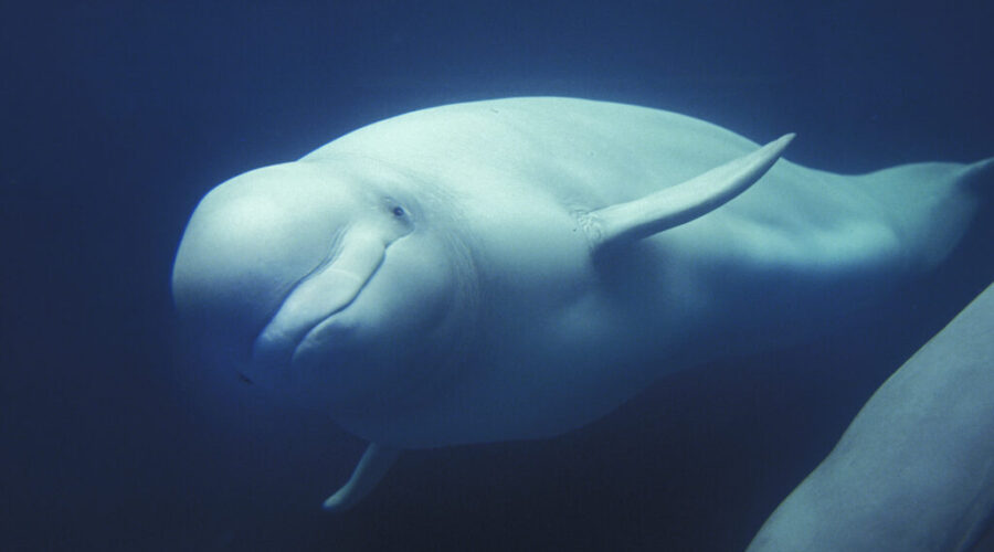 N.S. whale sanctuary plans moving forward